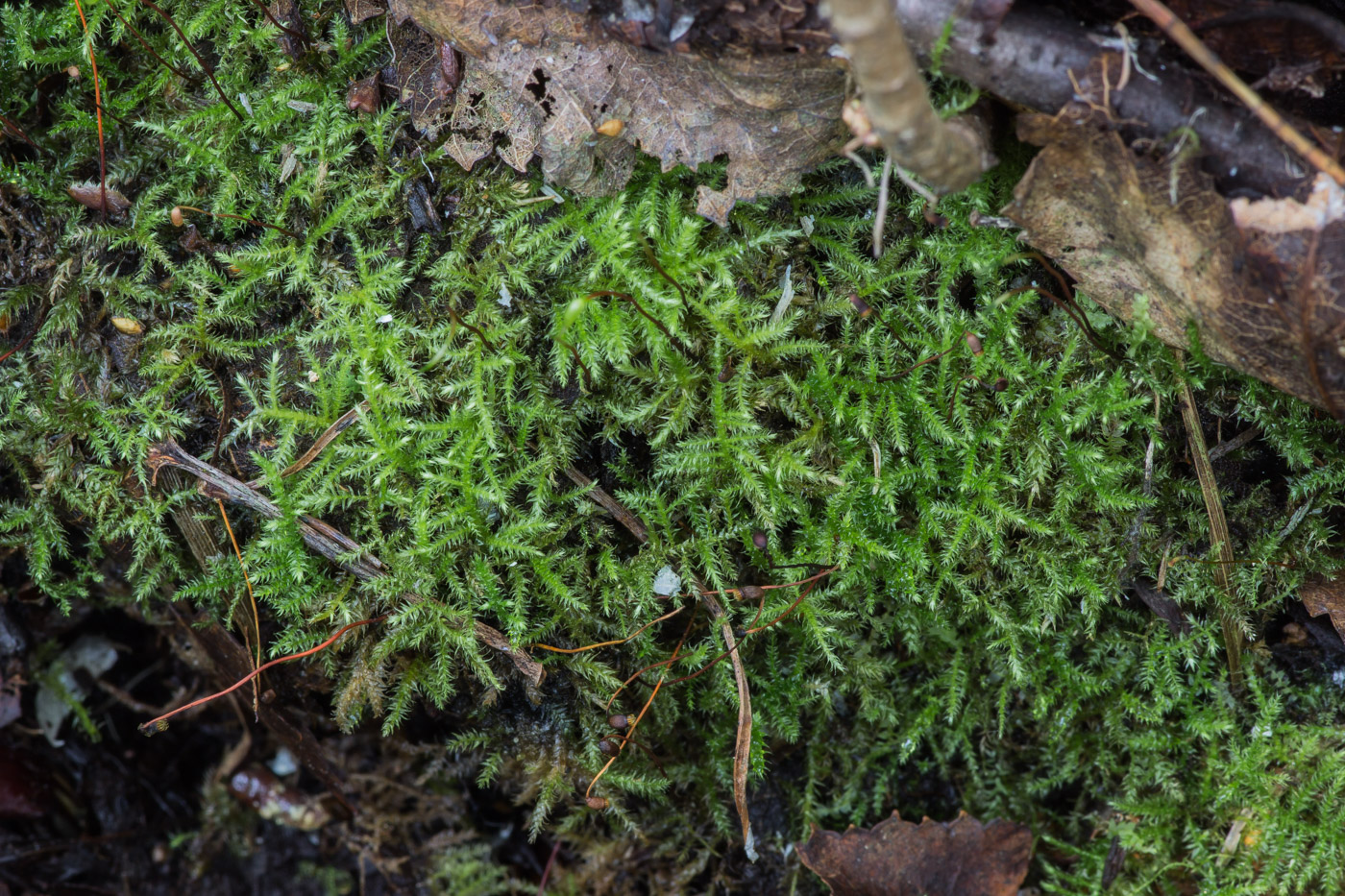 Изображение особи класс Bryopsida.