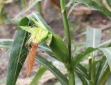 Zea mays