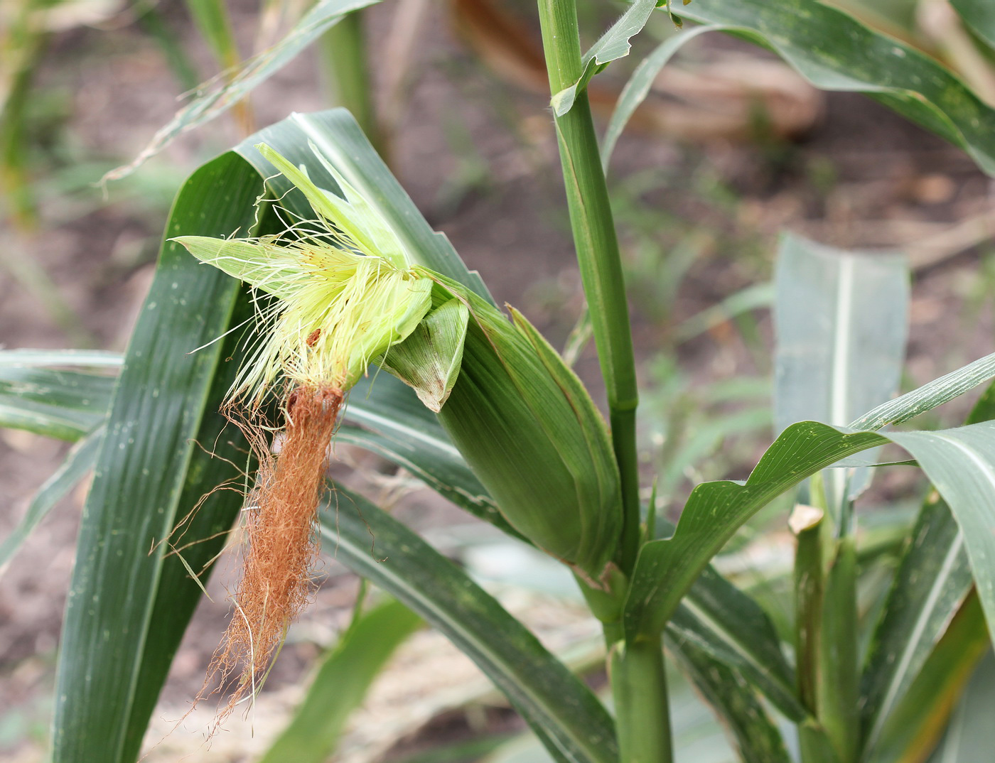 Image of Zea mays specimen.