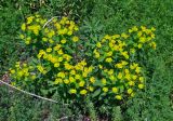 Euphorbia stepposa