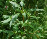 Impatiens glandulifera