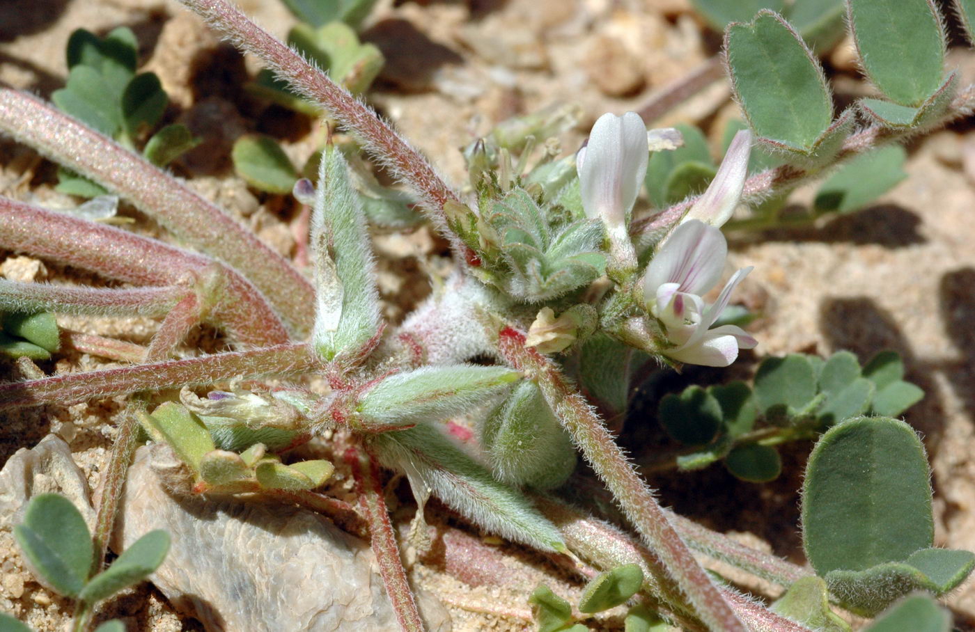 Image of Astragalus ammophilus specimen.