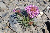 Erysimum pallasii