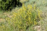 Galium pamiro-alaicum
