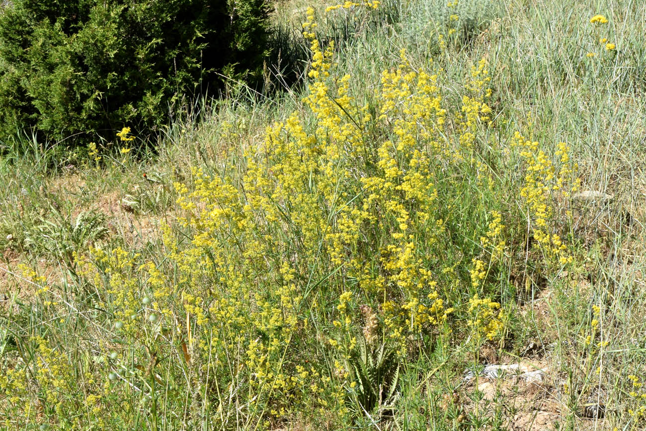 Image of Galium pamiro-alaicum specimen.