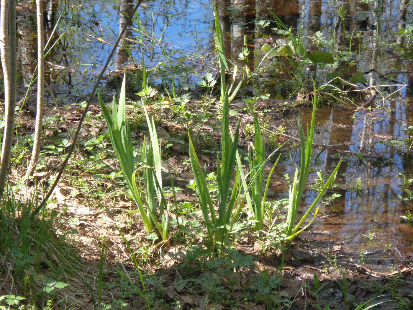 Изображение особи Iris pseudacorus.