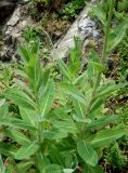 Sonchus arenicola. Растения с развивающимися соцветиями. Приморский край, Владивостокский ГО, о. Рикорда, юго-восточное побережье, бухта Восточная, на границе скального выхода и галечного пляжа. 03.08.2019.