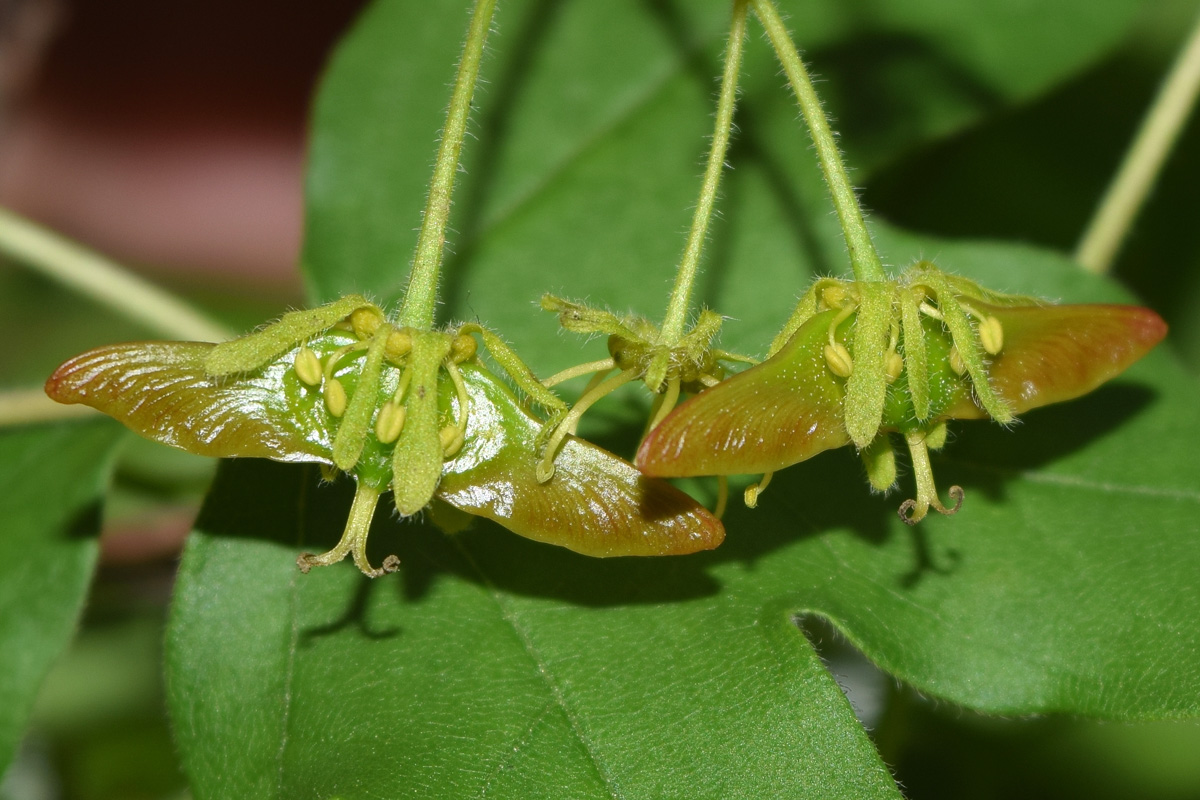 Image of Acer campestre specimen.