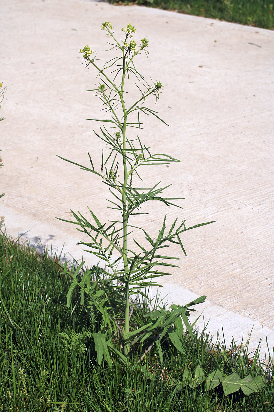 Изображение особи Sisymbrium altissimum.