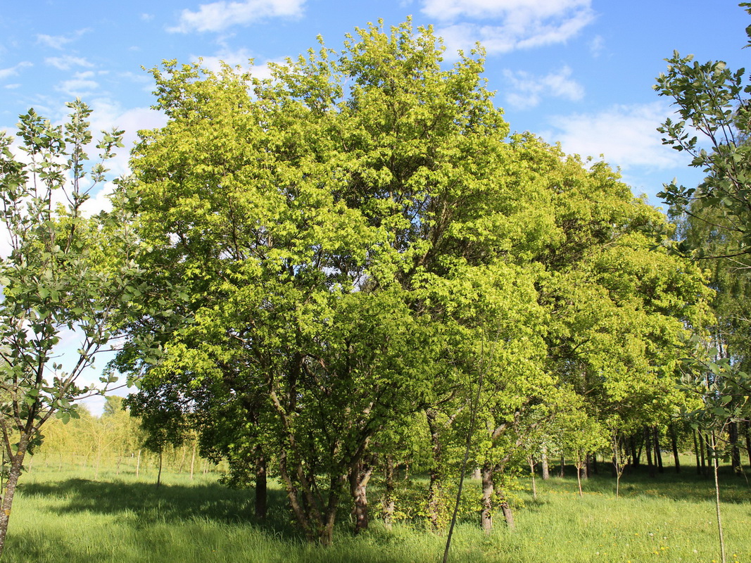 Клен Приречный, Гиннала ( Acer ginnala) плод. Acer ginnala. Клен Гиннала 'Bailey Compact' шпалера. Купить взрослое дерево