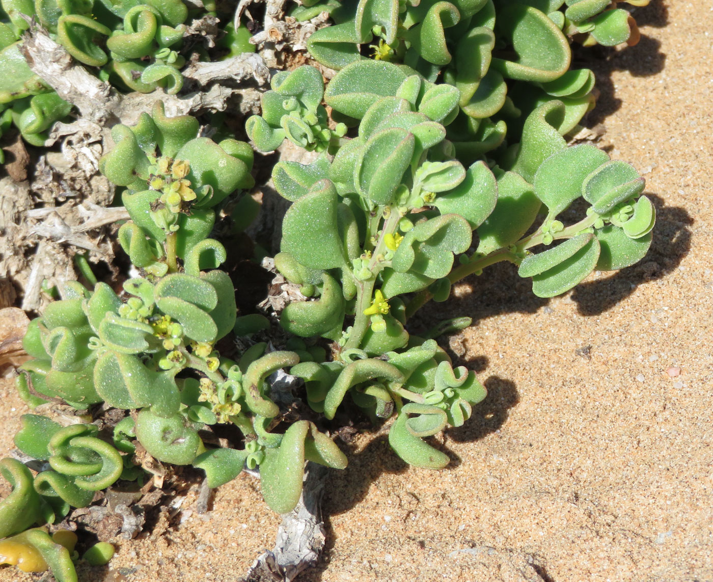 Image of Tetragonia decumbens specimen.