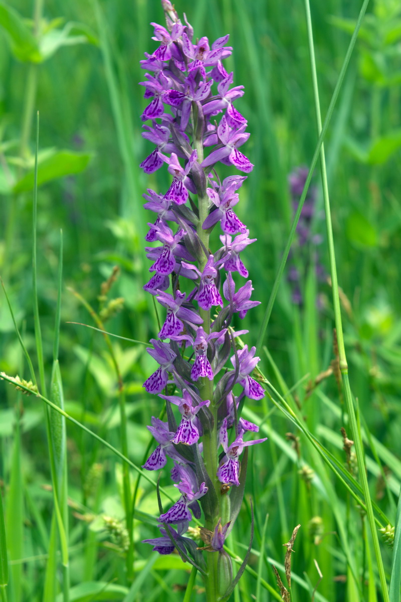 Изображение особи род Dactylorhiza.