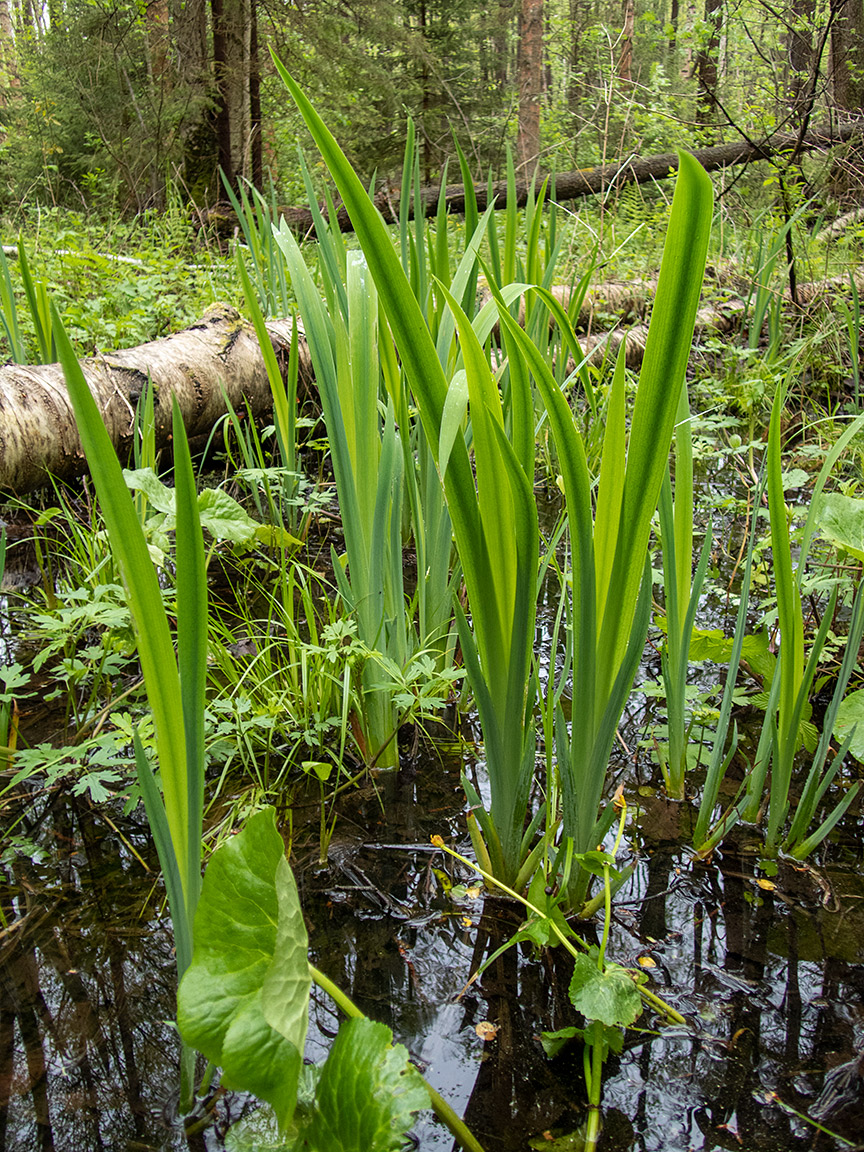 Изображение особи Iris pseudacorus.