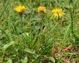 Crepis chrysantha