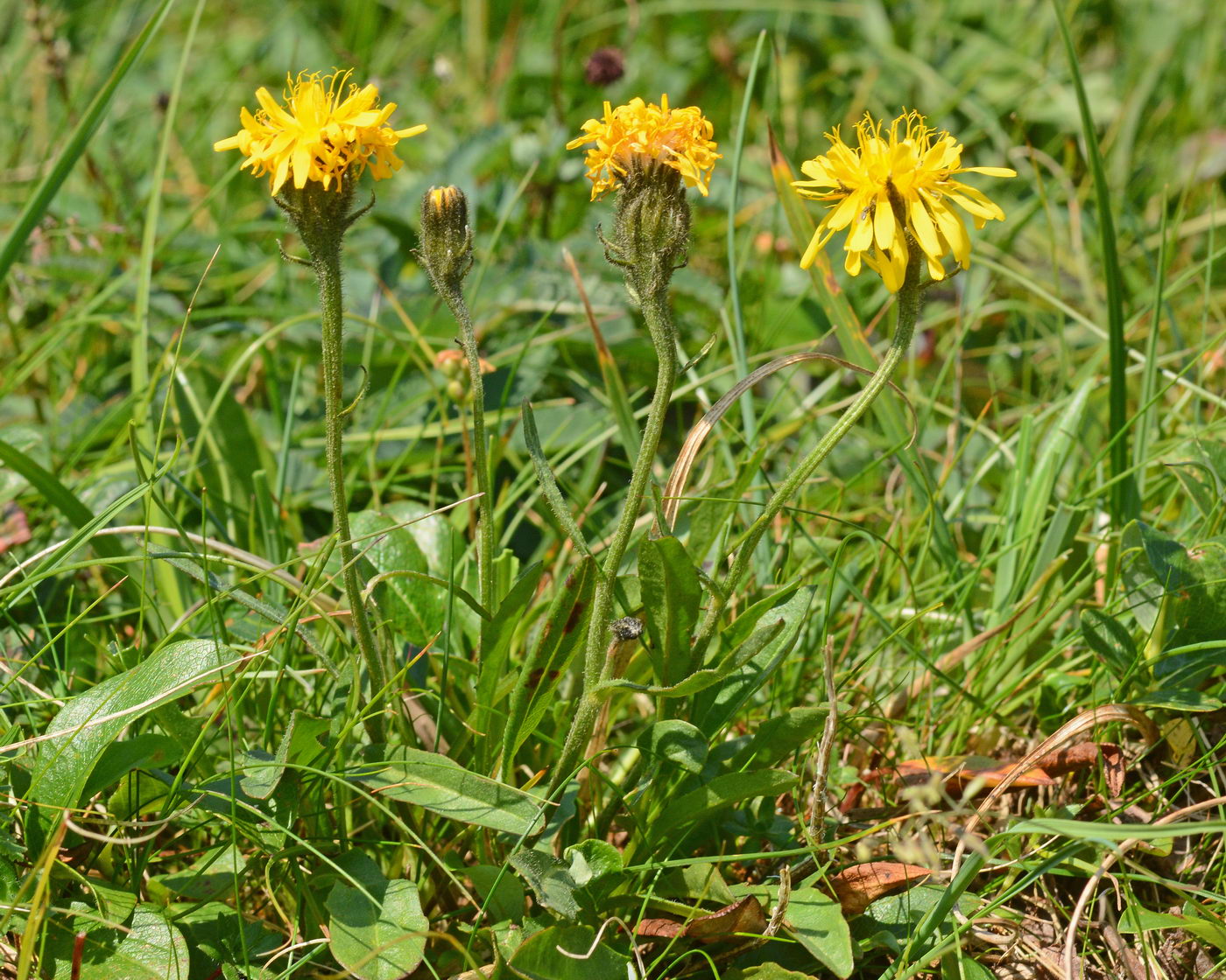 Изображение особи Crepis chrysantha.