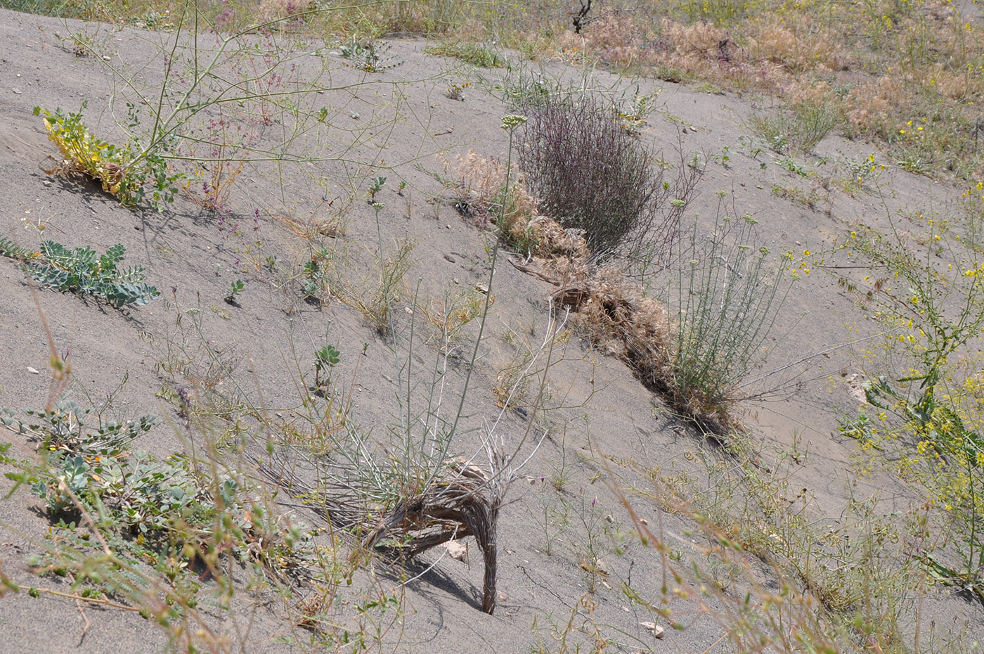 Image of Achillea santolina specimen.