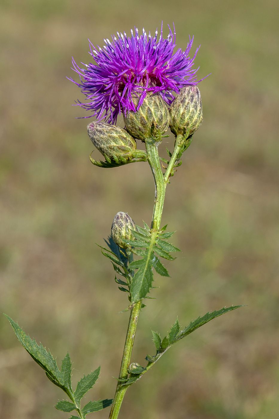 Изображение особи Serratula coronata.