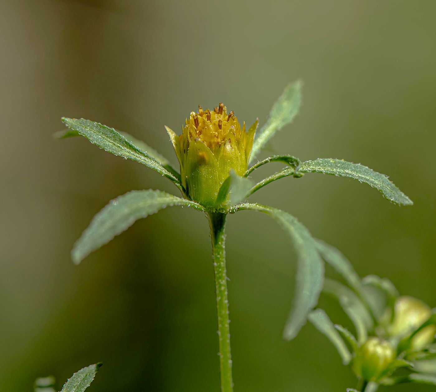 Image of Bidens frondosa specimen.