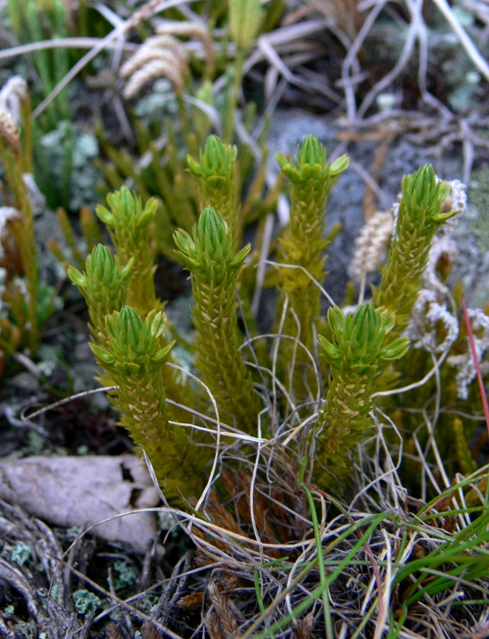 Image of Huperzia appressa specimen.