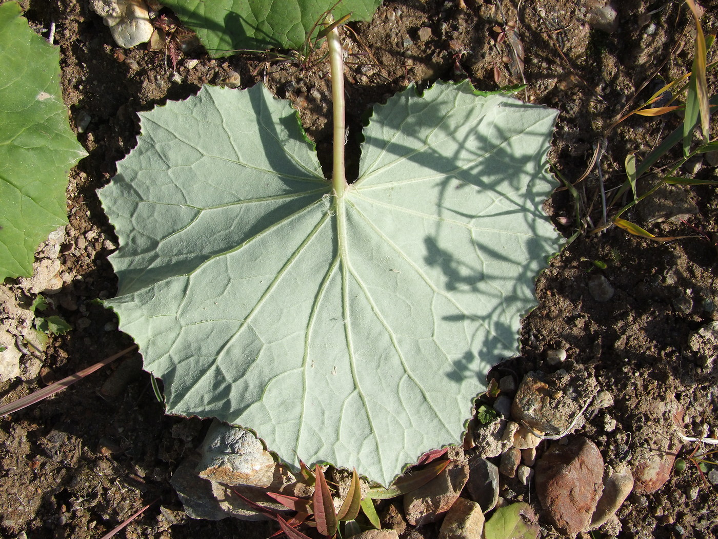 Image of Tussilago farfara specimen.