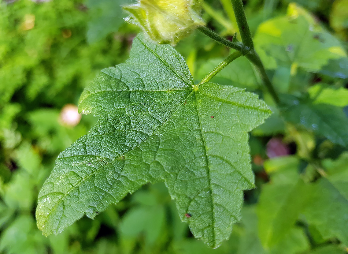 Image of Malva thuringiaca specimen.