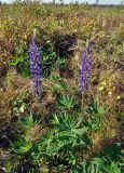 Lupinus polyphyllus