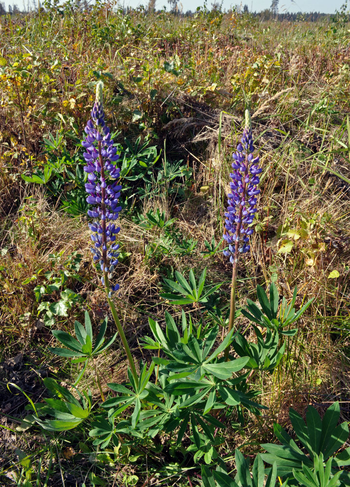 Image of Lupinus polyphyllus specimen.