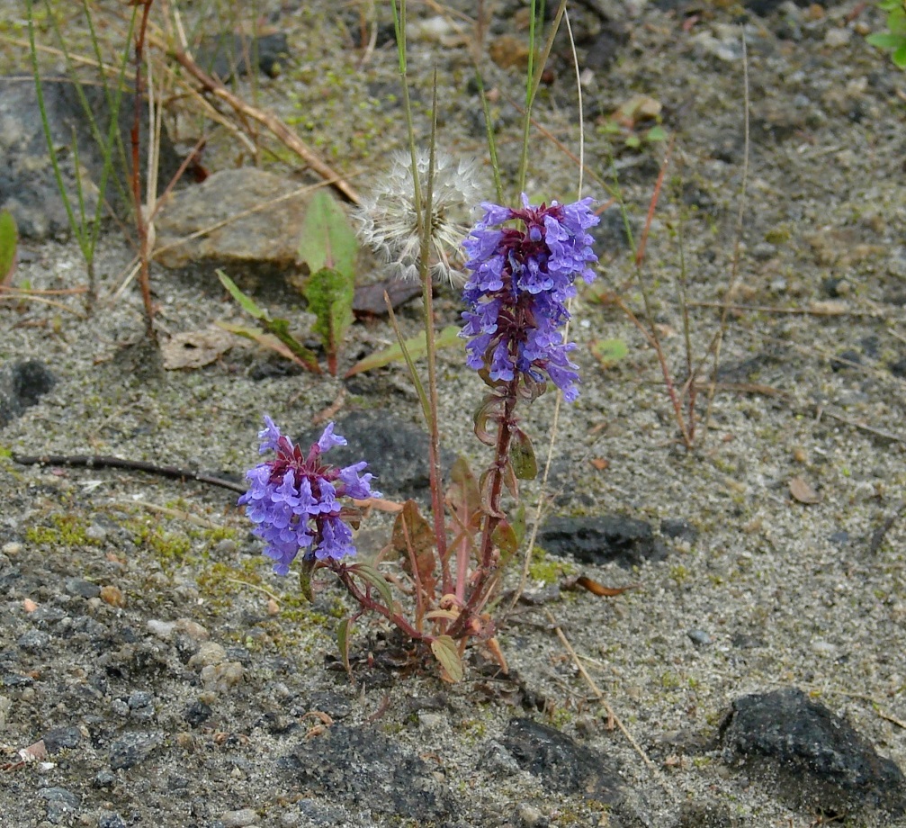 Image of Dracocephalum nutans specimen.