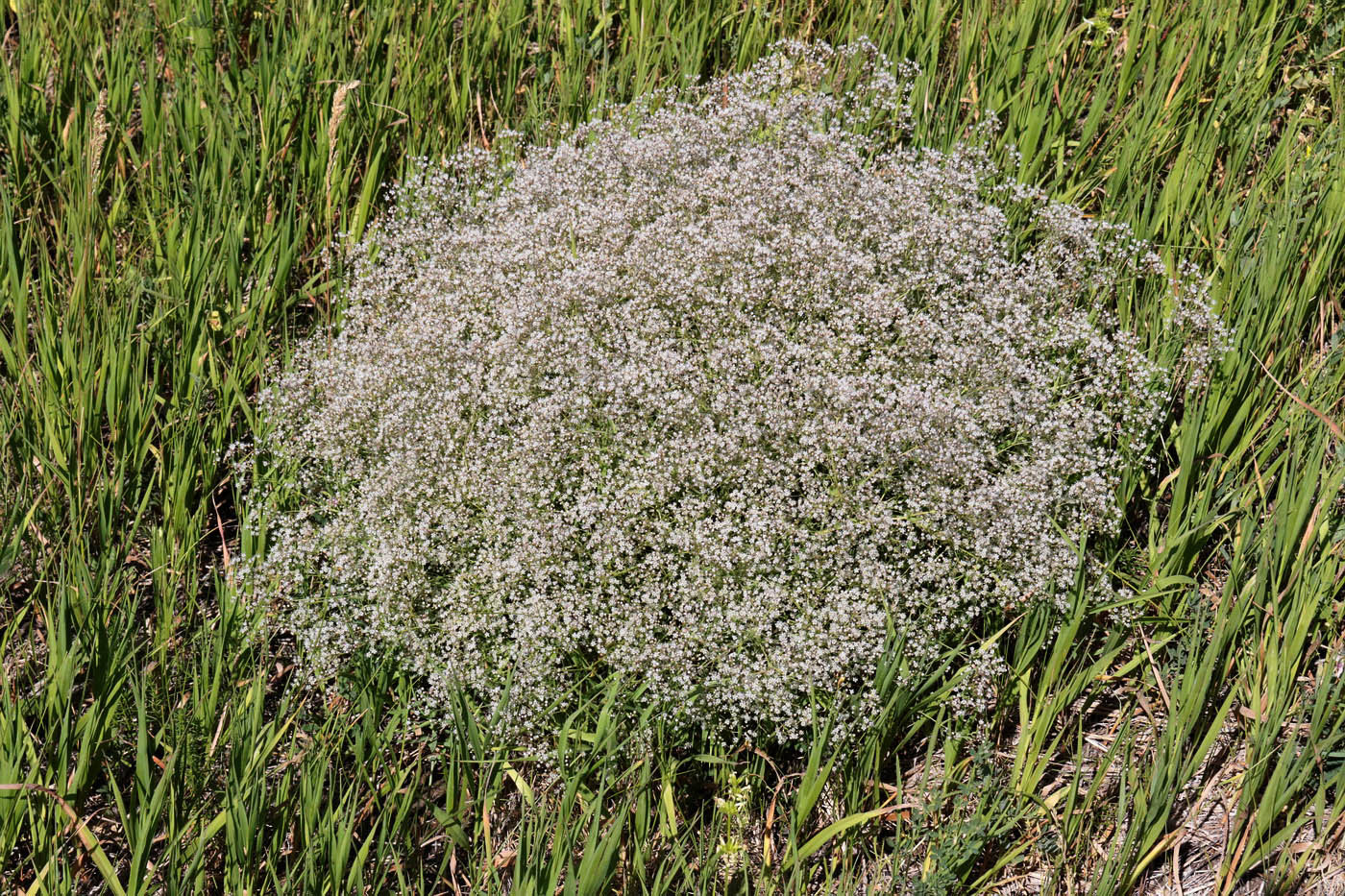 Image of Gypsophila paniculata specimen.