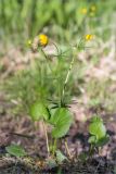 Ranunculus cassubicus