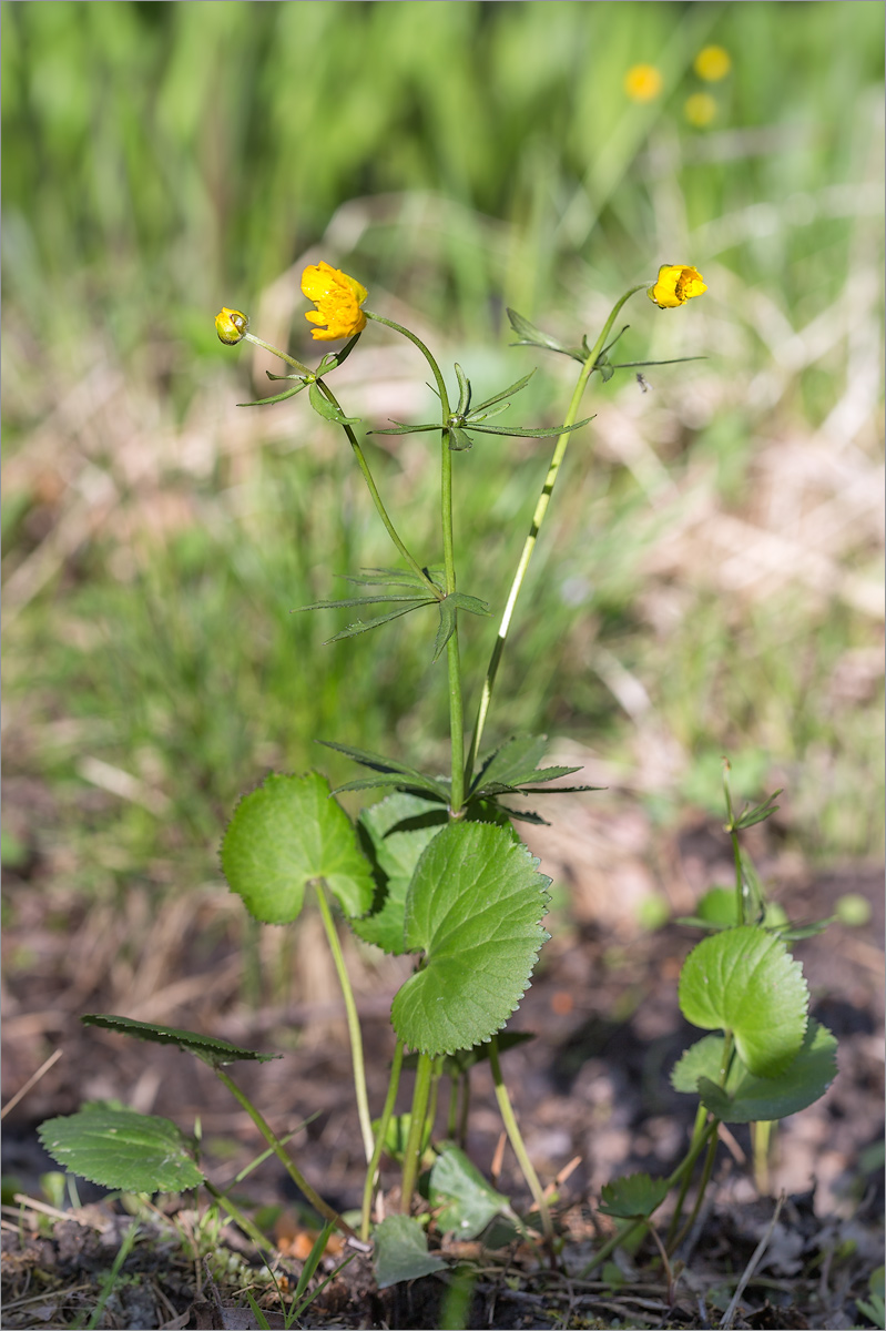 Image of Ranunculus cassubicus specimen.