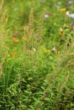 Artemisia integrifolia