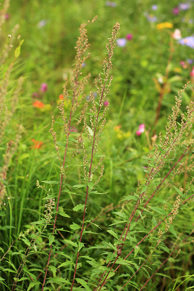 Изображение особи Artemisia integrifolia.