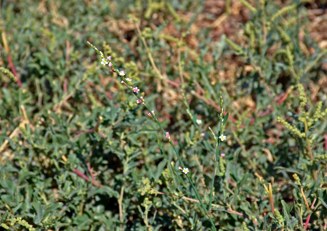 Изображение особи Polygonum pulchellum.