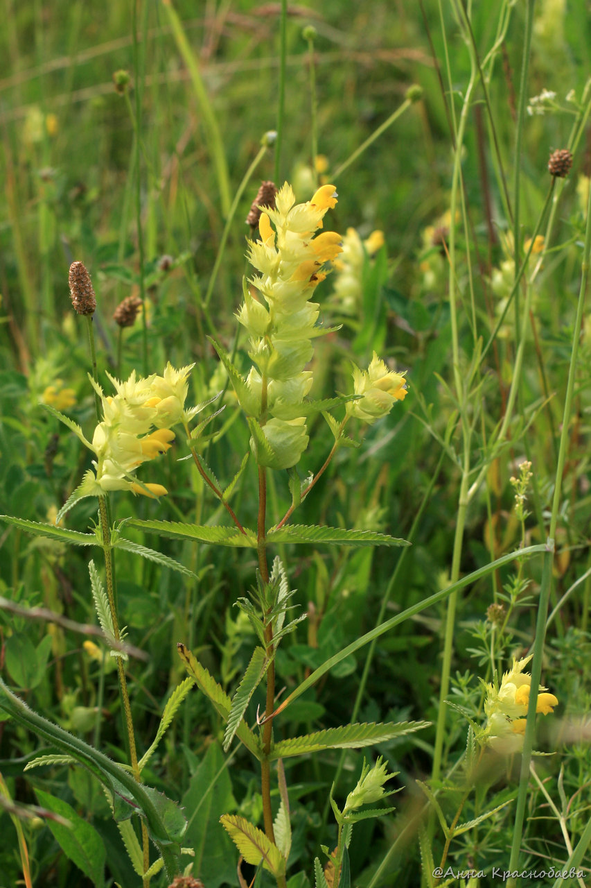 Изображение особи Rhinanthus vernalis.