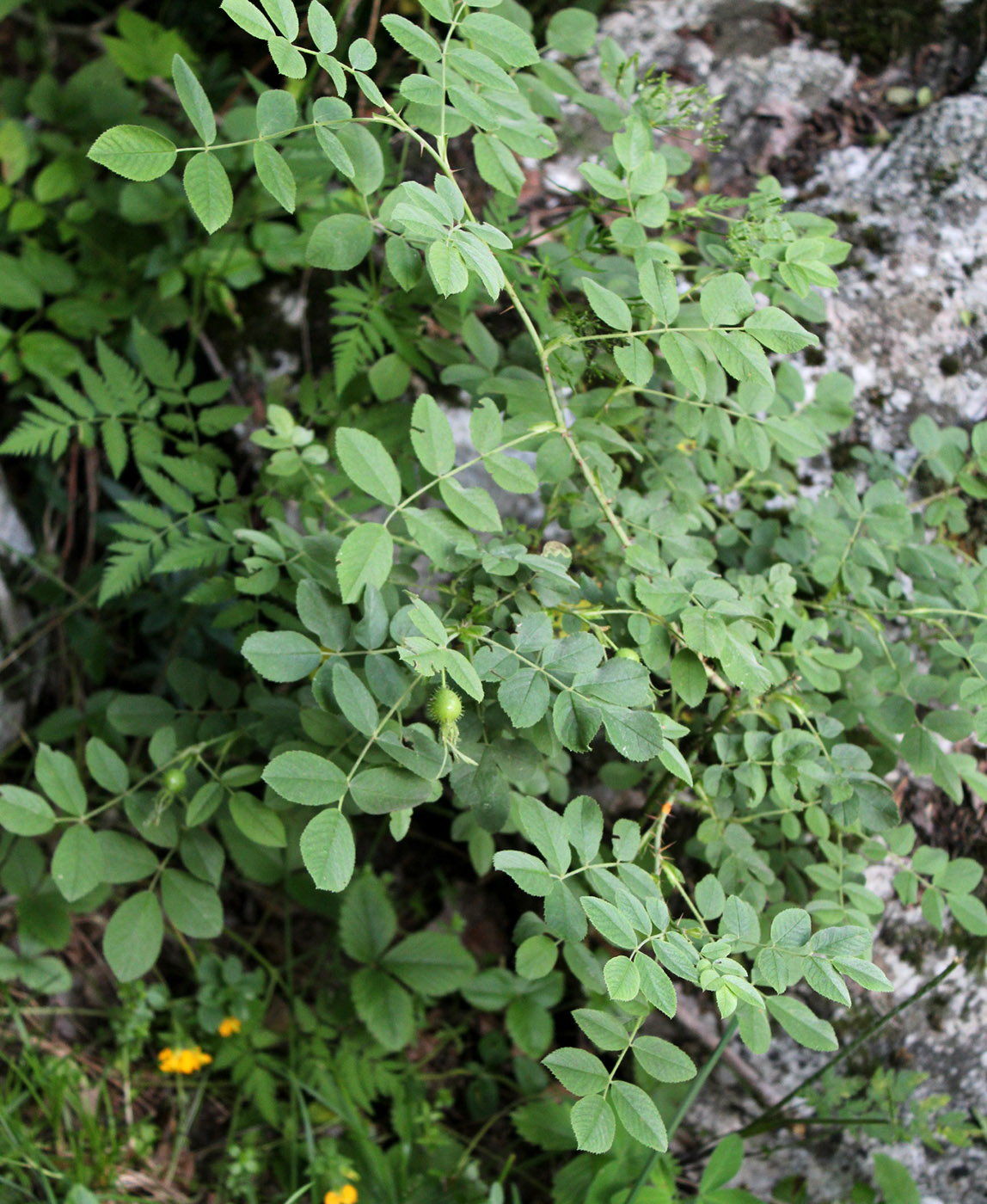 Image of Rosa mollis specimen.