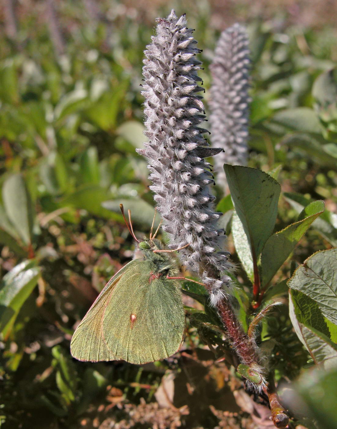 Image of genus Salix specimen.