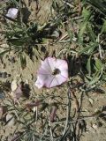 Convolvulus cantabrica