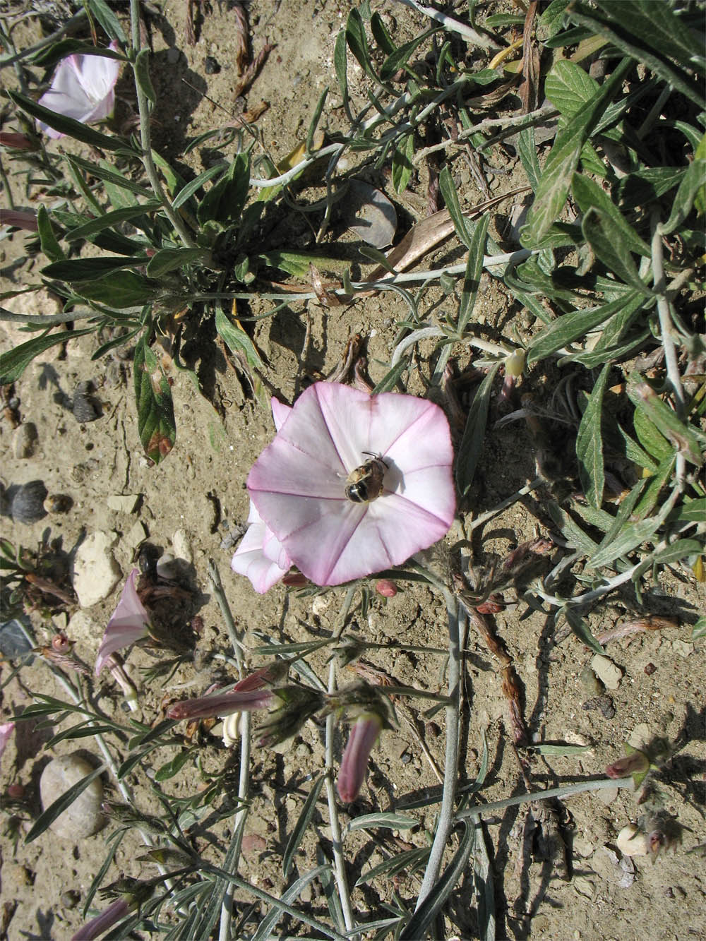 Изображение особи Convolvulus cantabrica.