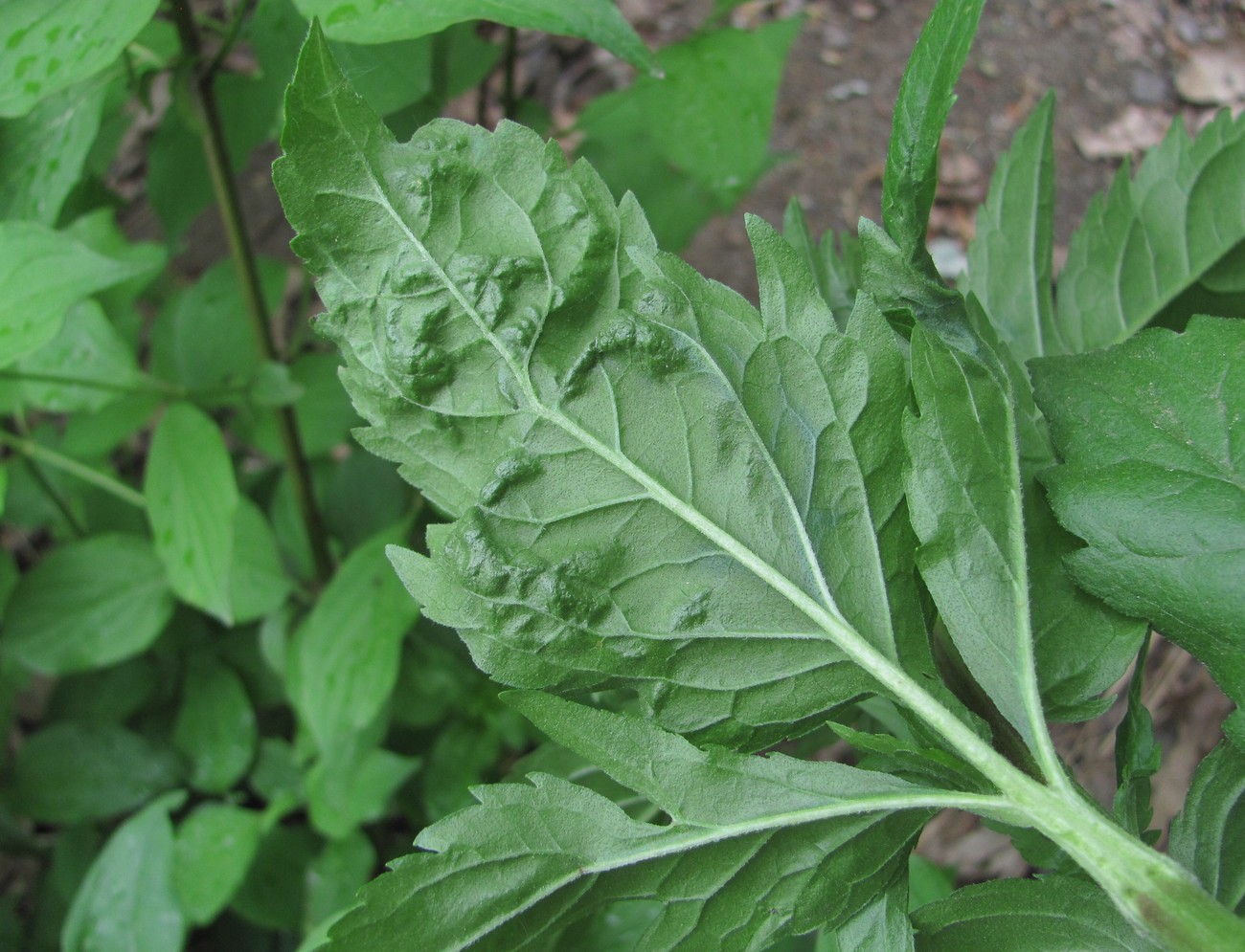 Изображение особи Eupatorium cannabinum.