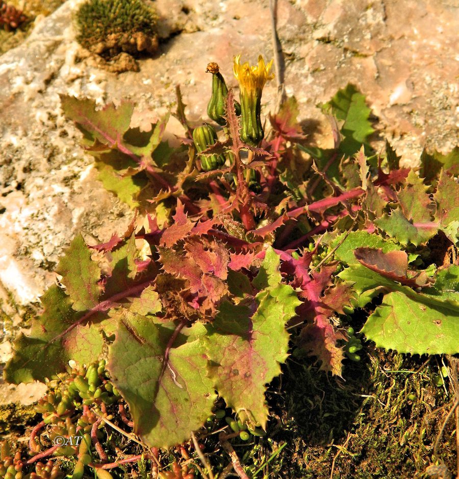 Image of Sonchus oleraceus specimen.