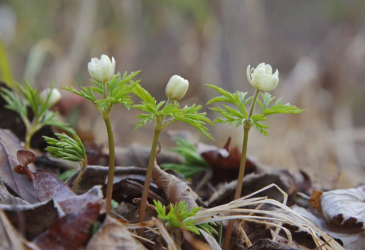 Изображение особи Anemone amurensis.