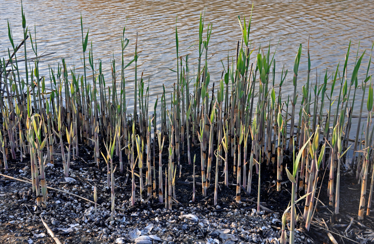 Image of Phragmites australis specimen.