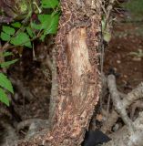 Aeonium arboreum. Фрагмент повреждённой нижней части ствола. Израиль, Нижняя Галилея, г. Верхний Назарет, во дворе. 19.04.2021.