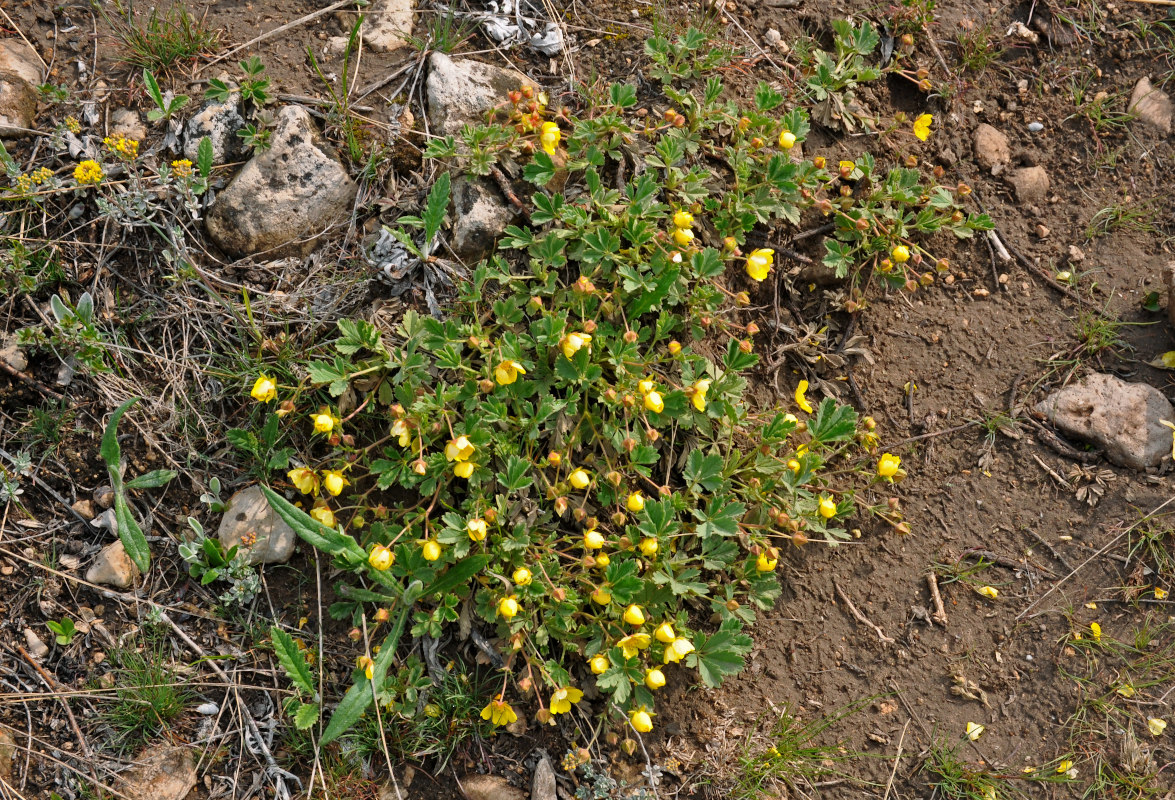 Image of Potentilla incana specimen.