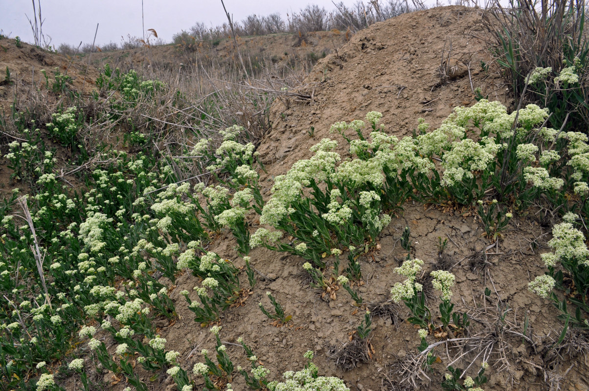 Image of Cardaria draba specimen.