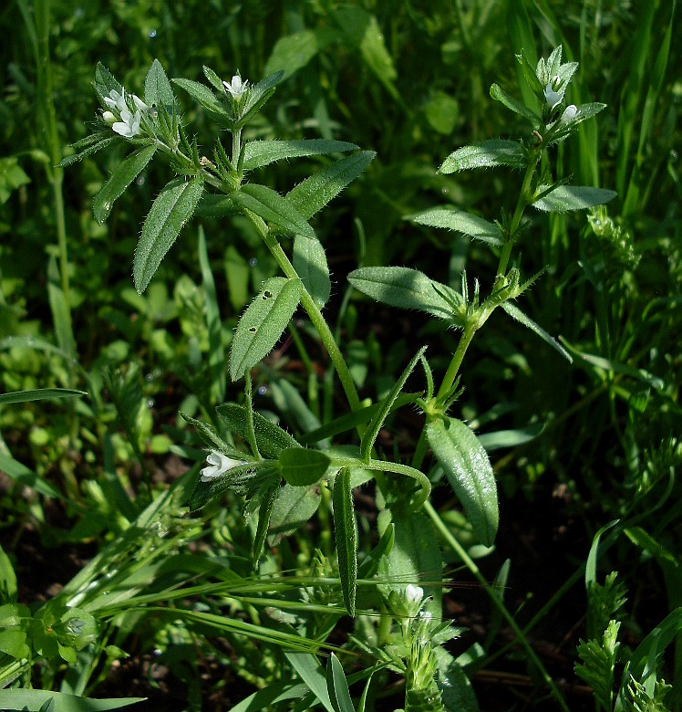 Изображение особи Buglossoides arvensis.