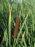 Typha latifolia