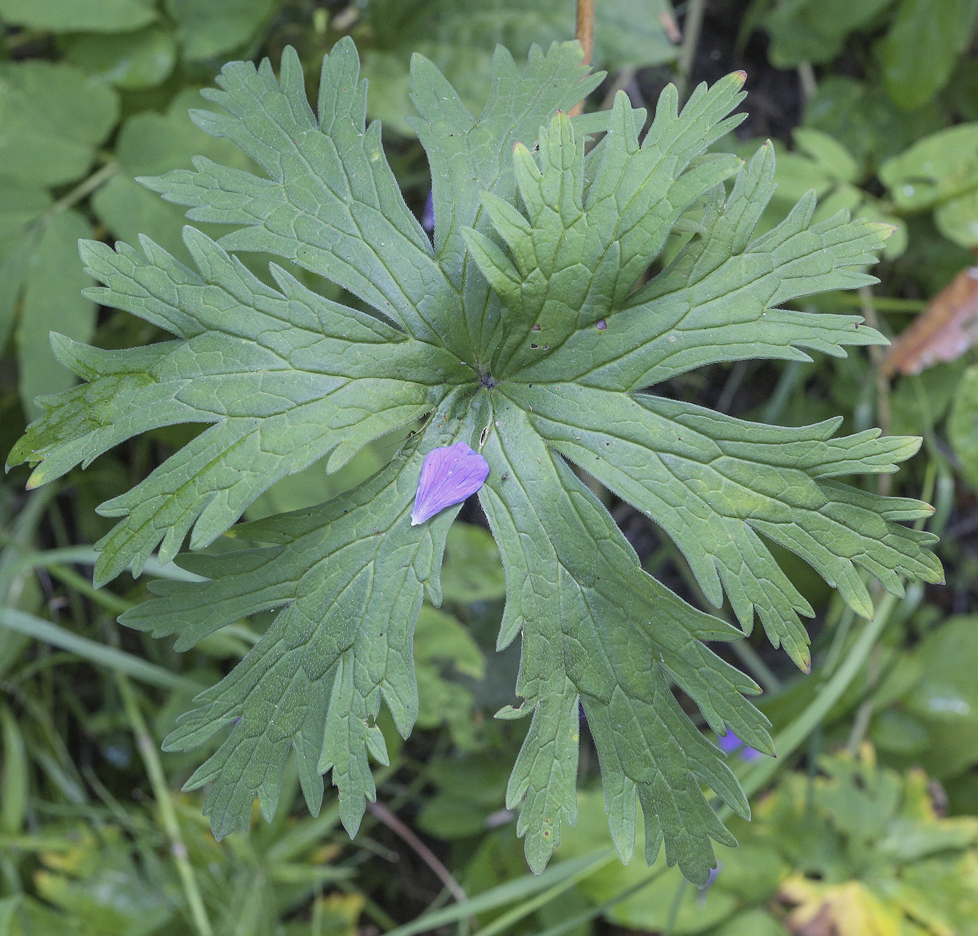 Image of Geranium pratense specimen.