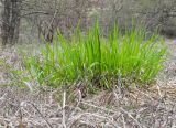 Brachypodium rupestre